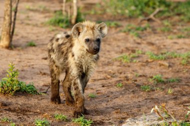 Sırtlan yavrusu Güney Afrika 'nın Büyük Kruger Bölgesi' ndeki Sabi Sands oyun rezervinde oynuyor.