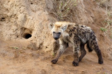 Sırtlan yavrusu Güney Afrika 'nın Büyük Kruger Bölgesi' ndeki Sabi Sands oyun rezervinde oynuyor.