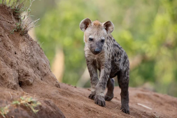 Hyena Štěně Hrát Doupěti Sabi Sands Game Reserve Oblasti Velkého — Stock fotografie