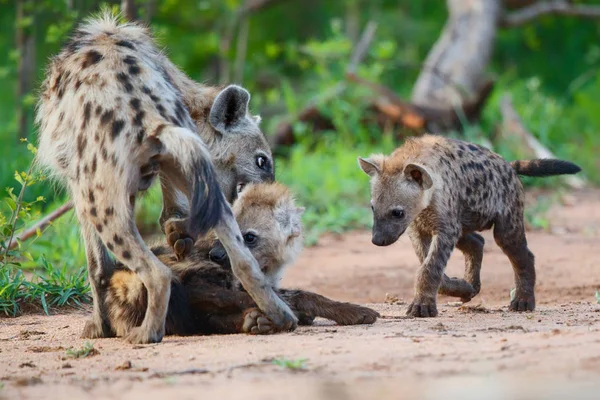 Hiena Filhote Cachorro Jogando Covil Sabi Sands Game Reserve Região — Fotografia de Stock