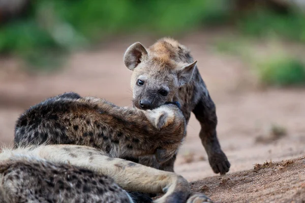 Hyena Pup Spiller Hiet Sabi Sands Game Reserve Kruger Regionen – stockfoto