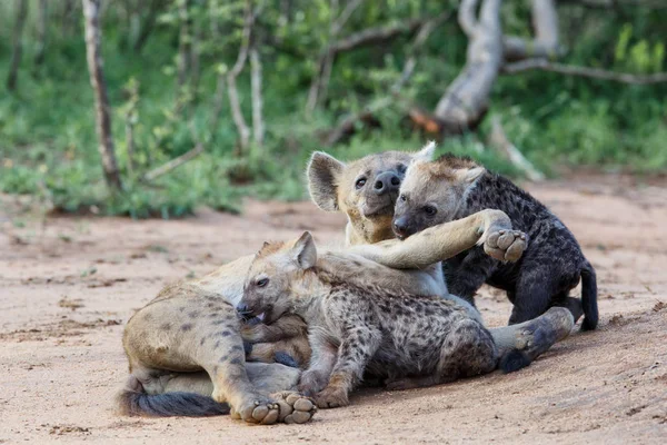 Hyena Matka Štěňata Při Východu Slunce Doupěti Sabi Sands Game — Stock fotografie