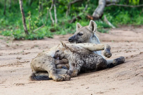 Hyena Matka Štěňata Při Východu Slunce Doupěti Sabi Sands Game — Stock fotografie