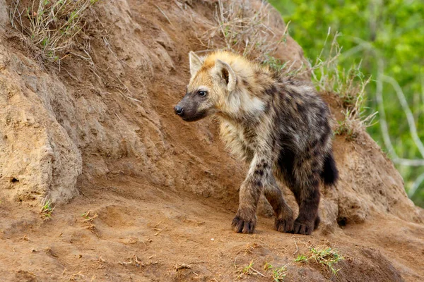 Hyena Cachorro Jugando Guarida Sabi Sands Game Reserve Región Del — Foto de Stock
