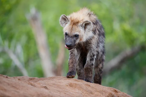 Hyena Pup Spelen Het Hol Sabi Sands Game Reserve Grotere — Stockfoto