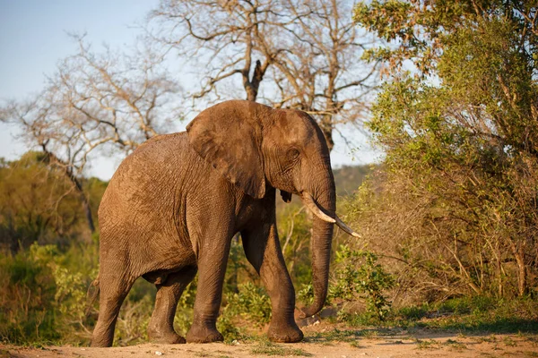Elefante Toro Parque Nacional Kruger Sudáfrica — Foto de Stock