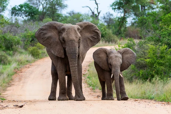 Stádo Slonů Národním Parku Kruger Jižní Africe — Stock fotografie