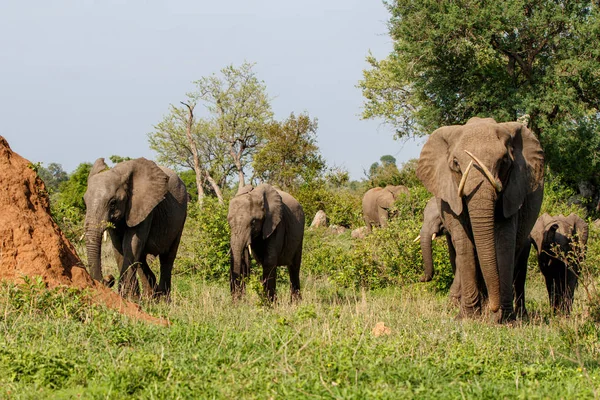 Olifanten Kudde Het Kruger National Park Zuid Afrika — Stockfoto