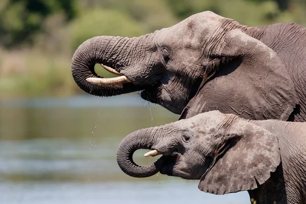 Beber Elefantes Lago Panic Parque Nacional Kruger Sudáfrica — Foto de Stock