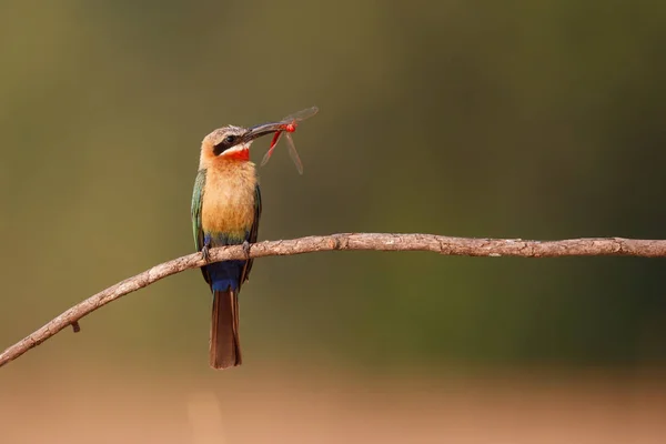 Hvit Frontet Bee Eter Med Insekter Som Bytte Gren Bolnehullene – stockfoto