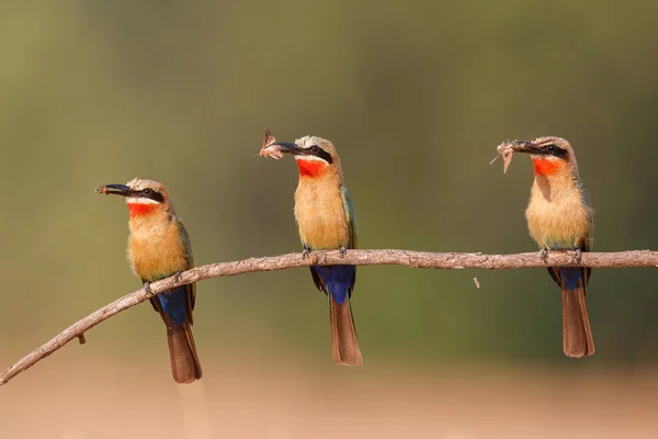 White Fronted Bee Eater Insects Prey Branch Nest Holes Riverbed — Stock Photo, Image