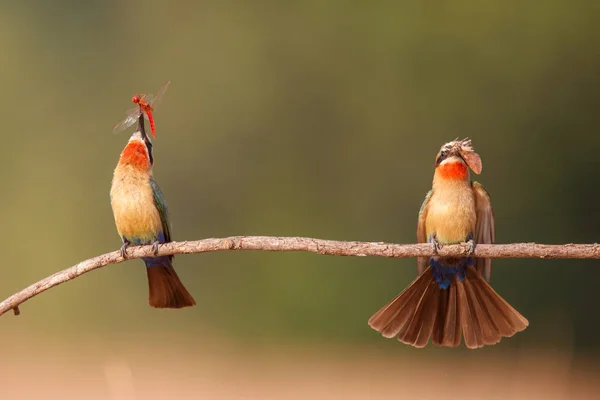 White Fronted Bee Eater Insects Prey Branch Nest Holes Riverbed — ストック写真