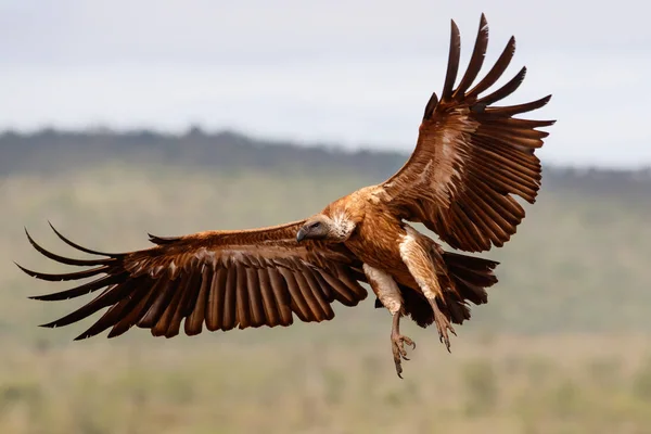 Bílý Sup Před Přistáním Zimanga Game Reserve Kwa Zulu Natal — Stock fotografie