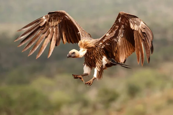 Bílý Sup Před Přistáním Zimanga Game Reserve Kwa Zulu Natal — Stock fotografie