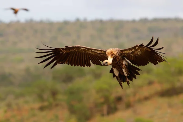 Hering Putih Yang Didukung Terbang Sebelum Mendarat Zimanga Game Reserve — Stok Foto