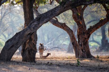 Zebra, Zimbabwe 'de kurak mevsimde Mana Havuz Milli Parkı' nda