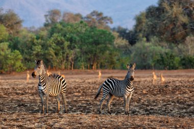 Zebra, Zimbabwe 'de kurak mevsimde Mana Havuz Milli Parkı' nda