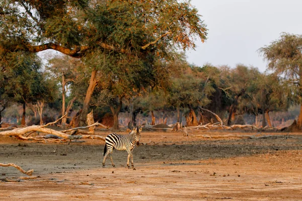 Зебра Лісі Національного Парку Мана Пульс Сухий Сезон Зімбабве — стокове фото