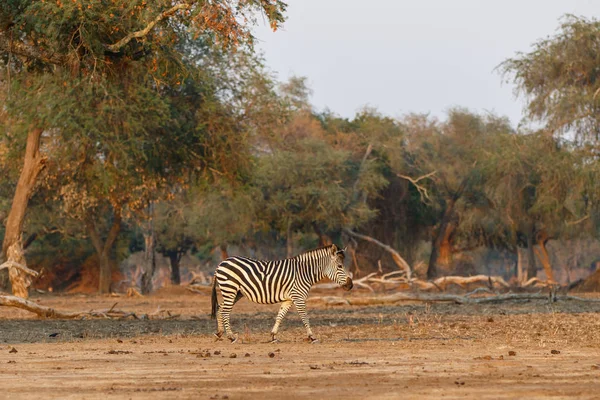 Zebra in the forest of Mana Pools National Park in the dry season in Zimbabwe