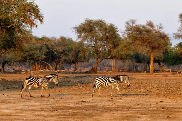 Zebra Forest Mana Pools National Park Dry Season Zimbabwe — ストック写真