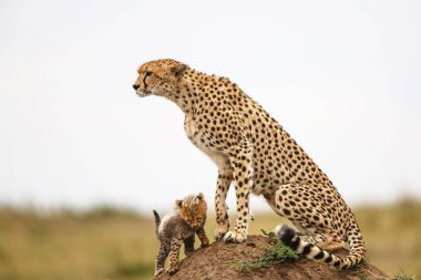 Kenya 'daki Masai Mara oyun parkında yavruları olan Çita anne.