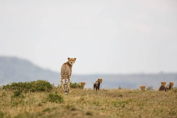 Mère Guépard Avec Des Oursons Dans Réserve Chasse Masai Mara — Photo