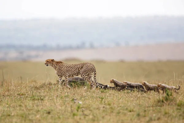 Mère Guépard Avec Des Oursons Dans Réserve Chasse Masai Mara — Photo