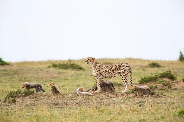 Gepardí Matka Mláďaty Rezervaci Masai Mara Keni — Stock fotografie