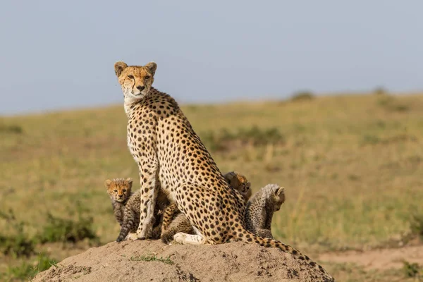 Gepardí Matka Mláďaty Rezervaci Masai Mara Keni — Stock fotografie