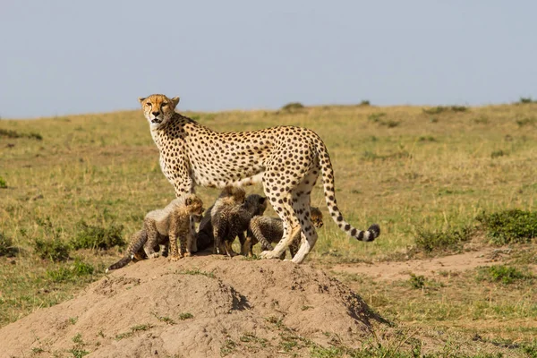 Cheetah Moeder Met Welpen Het Masai Mara Natuurreservaat Kenia — Stockfoto