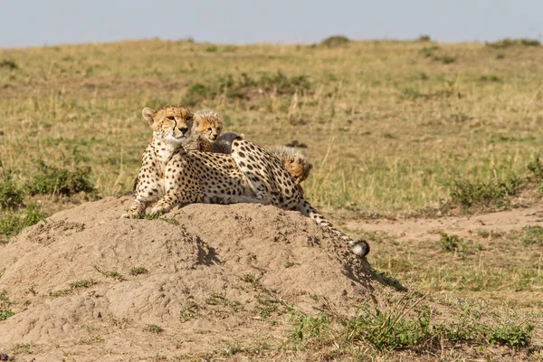 Cheetah Mor Med Ungar Masai Mara Game Reserve Kenya — Stockfoto