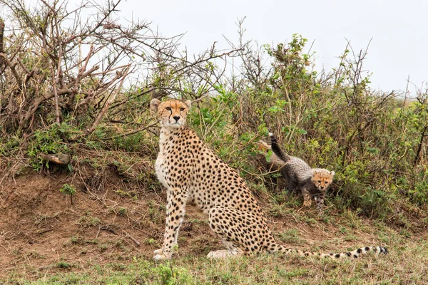 Mère Guépard Avec Des Oursons Dans Réserve Chasse Masai Mara — Photo