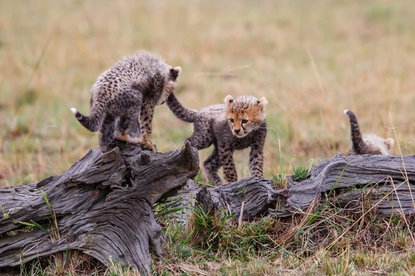 Gepardí Mláďata Hrající Rezervaci Masai Mara Keni — Stock fotografie