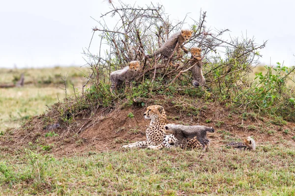 Cheetah Moeder Met Welpen Het Masai Mara Natuurreservaat Kenia — Stockfoto