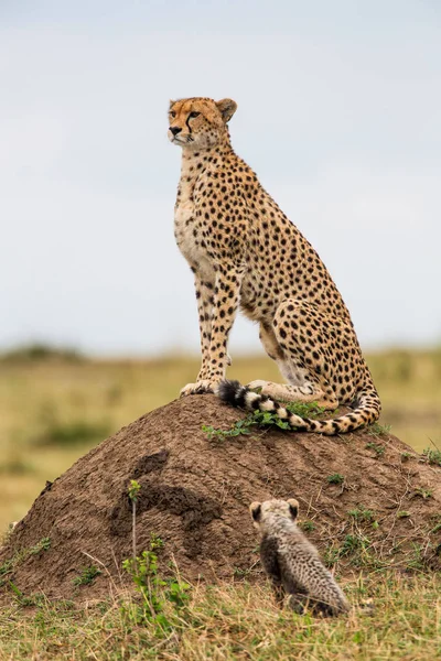 Mère Guépard Avec Des Oursons Dans Réserve Chasse Masai Mara — Photo