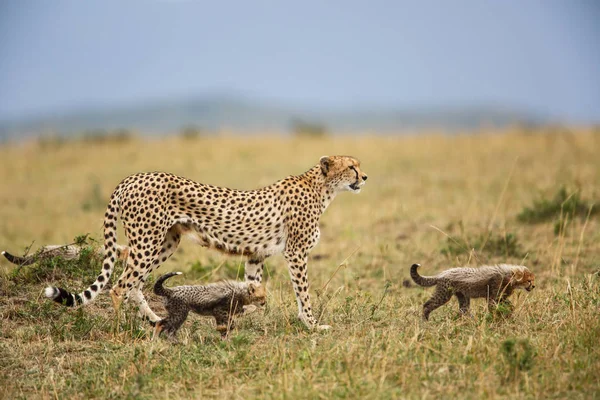 Mère Guépard Avec Des Oursons Dans Réserve Chasse Masai Mara — Photo