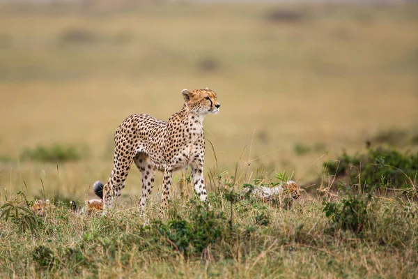 ケニアのMasai Mara Game Reserveの赤ちゃんを持つCheetah母 — ストック写真