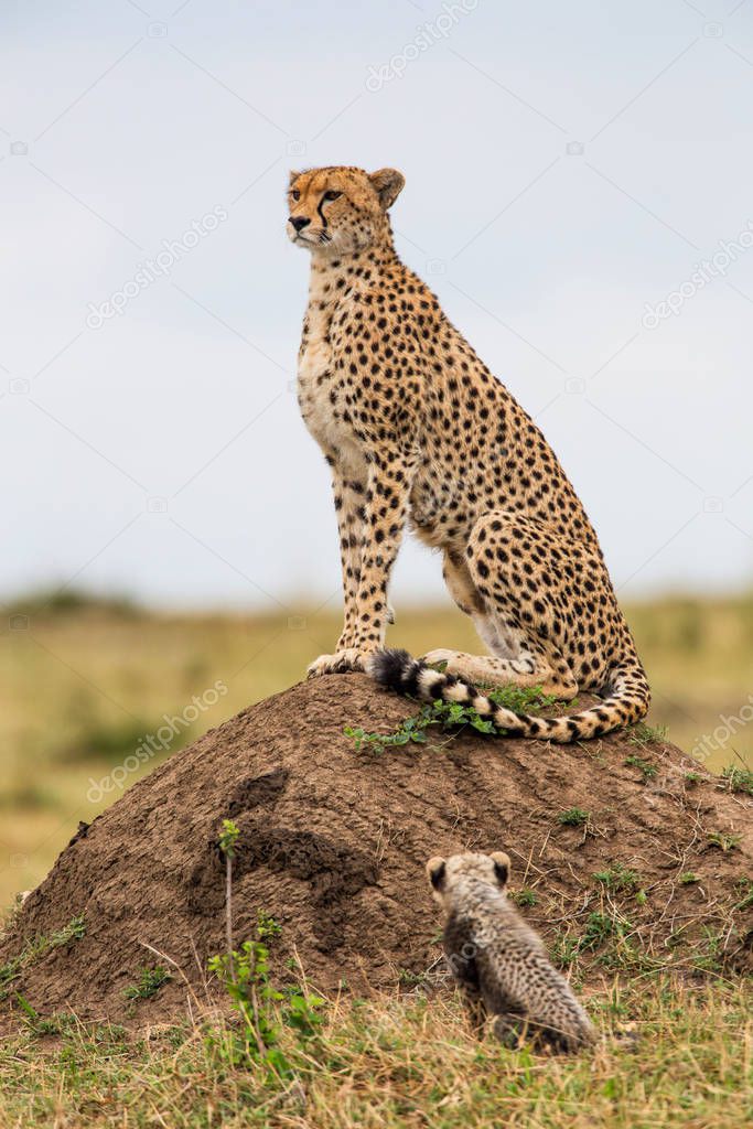 Cheetah mother with cubs in the Masai Mara Game Reserve in Kenya