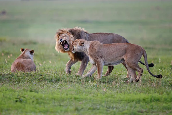 在南非恩科马齐野生动物保护区与两只狮子约会 但双方的意见并不完全一致 — 图库照片
