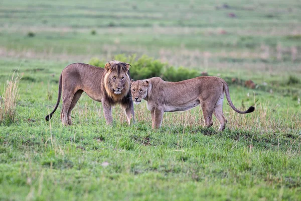 Matar Par Leones Que Está Totalmente Acuerdo Reserva Caza Nkomazi — Foto de Stock