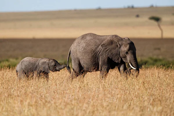 Olifant Baby Moeder Vlaktes Van Het Masai Mara Natuurreservaat Kenia — Stockfoto