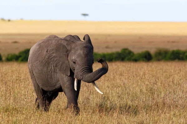 ケニアのMasai Mara Game Reserveの平野の象 — ストック写真