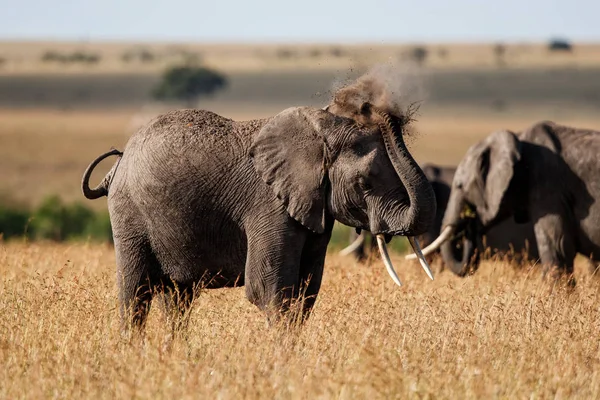 Olifant Vlaktes Van Het Masai Mara Natuurreservaat Kenia — Stockfoto