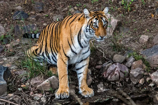 Tigrul Merge Băutură Parcul Național Ranthambore Din India — Fotografie, imagine de stoc