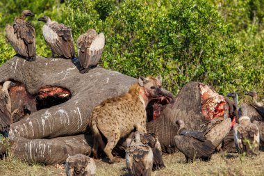 Kenya 'daki Masai Mara oyun parkında yaşlı bir erkek filin leşinin yanında sırtlan ve akbabalar.