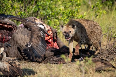 Kenya 'daki Masai Mara oyun parkında yaşlı bir erkek filin leşinin yanında sırtlan ve akbabalar.
