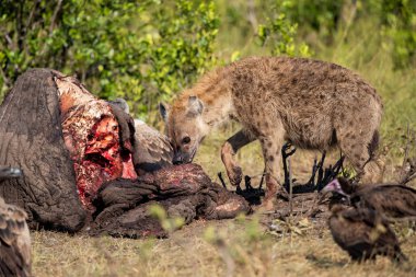 Kenya 'daki Masai Mara oyun parkında yaşlı bir erkek filin leşinin yanında sırtlan ve akbabalar.