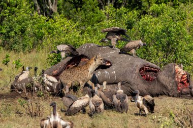 Kenya 'daki Masai Mara oyun parkında yaşlı bir erkek filin leşinin yanında sırtlan ve akbabalar.