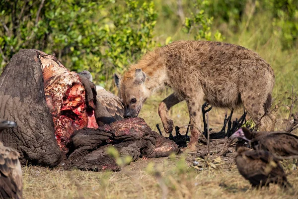 Kenya 'daki Masai Mara oyun parkında yaşlı bir erkek filin leşinin yanında sırtlan ve akbabalar.