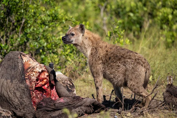 Hyena Vultures Carcass Old Male Elephant Masai Mara Game Reserve — Stock Photo, Image